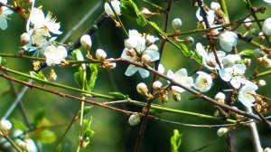 Звуки живой природы: цветущий лес, пение птиц в лесу. Видео для отдыха.