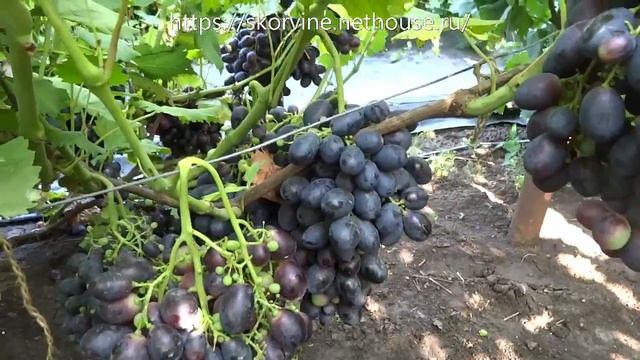 Виноград 2018. Буяр - ультраранний сорт, конкурент Каталонии смотреть онлайн