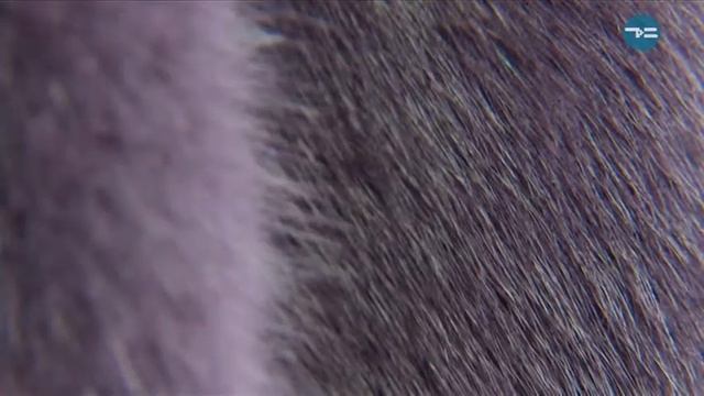 Меховой салон 