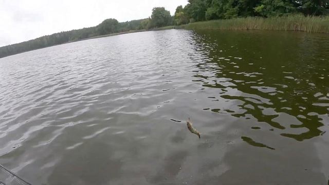 BRAŁY na JEDNĄ PRZYNĘTĘ - niesamowite OKONIE | wędkarstwo 2023 lekki spinning смотреть онлайн