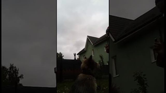 Как приучить собаку к команде  дай лапу