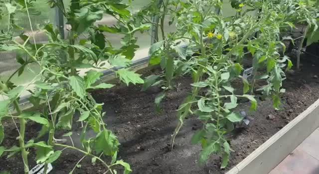 Чем обработать овощи в теплице. Перцы формируются