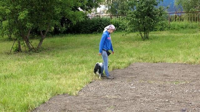Дрессировка. РОС Дик. Учебно-дрессировочная площадка. смотреть онлайн