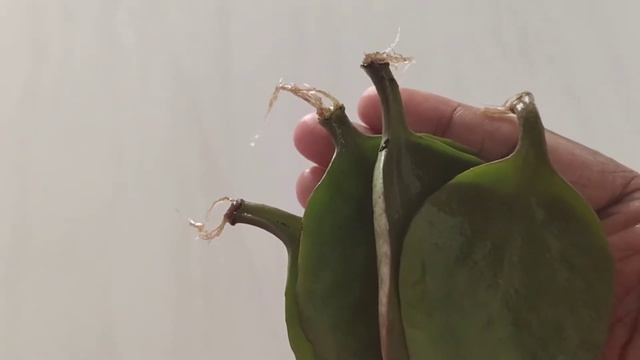 Kalanchoe  Propagation In Water /ஒரு இலை போதும் செடி வளர்க்க/ Kalanchoe Leaf Propagation