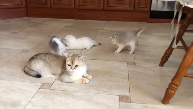 Британские золотые шиншиллы. Голубое золото. Продажа котят смотреть онлайн