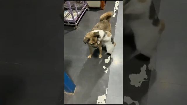 VID-20231218-WA0000.mp4 смотреть онлайн