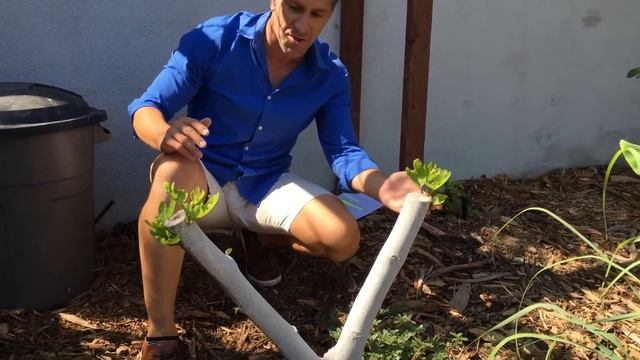Three (3) Tips For TRAINING Your Trees [LIKE PETS] For Success! смотреть онлайн
