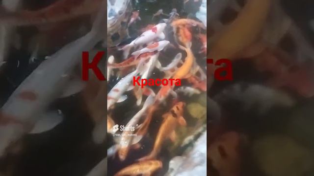 Водоём в кафе с карпом кои
