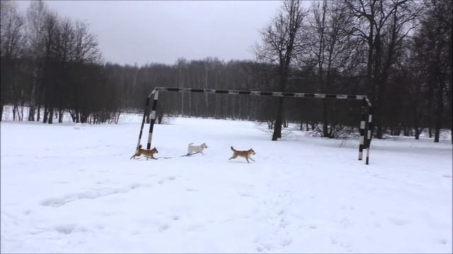 Встреча сиба-ин 24 февраля в Ясенево смотреть онлайн