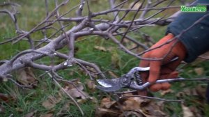 Как правильно обрезать деревья осенью ?