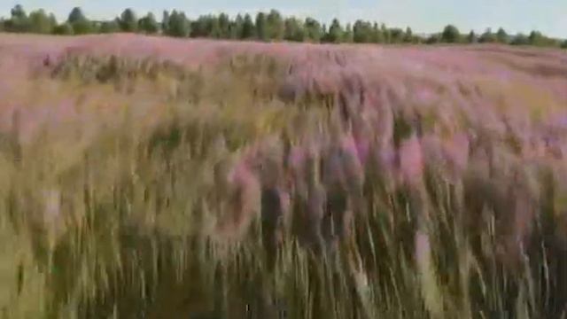 50 Пока цветёт иван чай смотреть онлайн