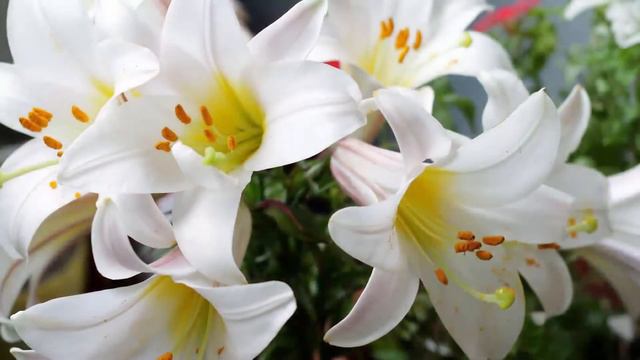 Расслабляющая музыка! Самая красивая мелодия в мире! Прекрасная весенняя мелодия любви#1 смотреть онлайн
