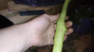 обработка ствола махорки для сушки.