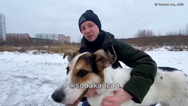 Найденный в метро Ламберт из приюта «Щербинка» уехал домой! Проект помощи животным @Sobakauzao смотреть онлайн