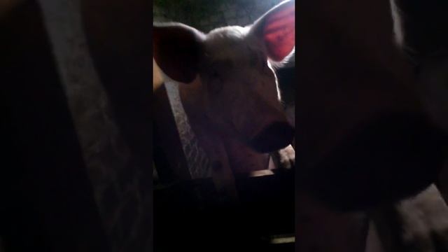 Один из признаков когда ваша свинья гуляет,готова на случку. смотреть онлайн