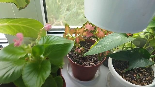 Комнатные растения ?/ Цветочные новости ?? смотреть онлайн