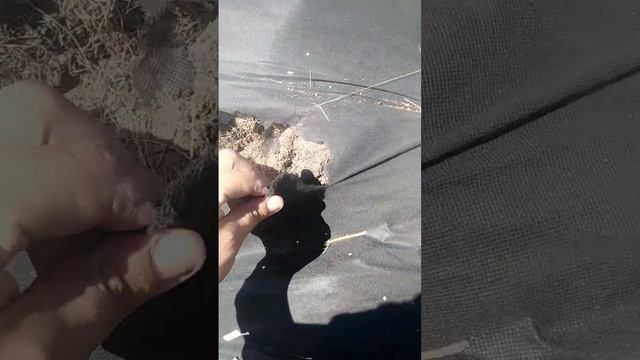 Укрывной материал спанбонд геотекстиль на сколько качественный Стоит ли покупать Мульчирующая ткань смотреть онлайн