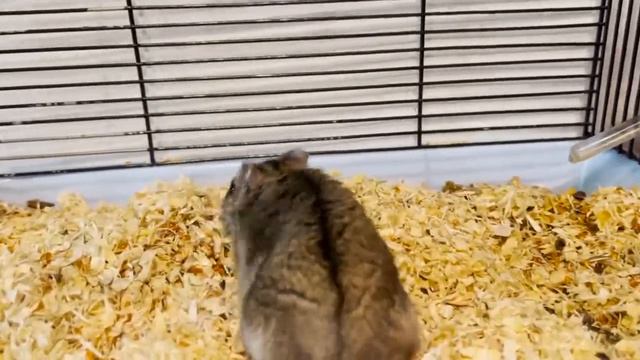 ЧТО-ТО НАШЕЛ ТАМ, НАДО ПОСМОТРЕТЬ смотреть онлайн