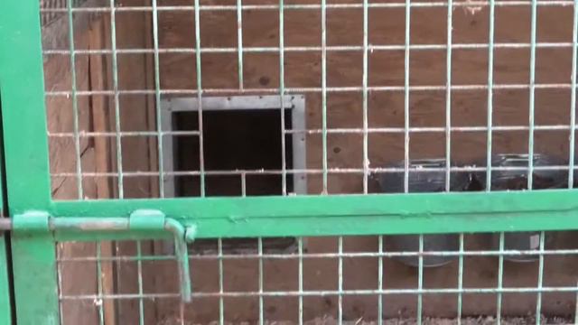 Кожуховский приют для бездомных животных / A shelter for homeless animals Сектор B к.52 смотреть онлайн