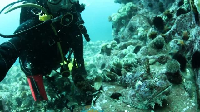 Морской ворон дайвинг в Японском море Canon EOS 5D Mark II