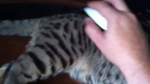 Котэ коврик для мышки смотреть онлайн