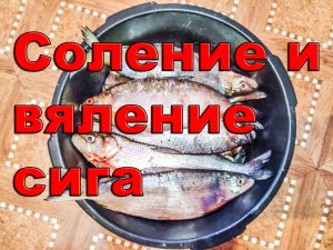 Солим и вялим сига дома