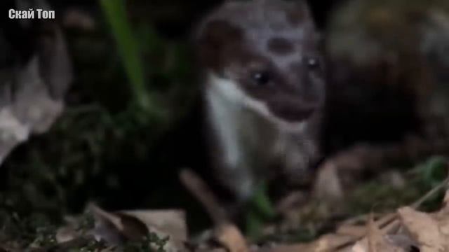 Милые, но очень Опасные животные... НЕ подходи к ним! смотреть онлайн