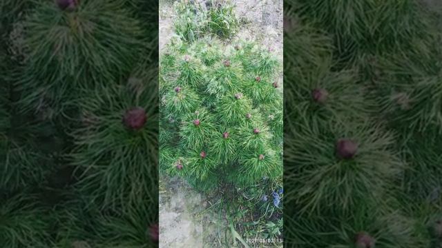 Первомайские дачные мотивы. смотреть онлайн