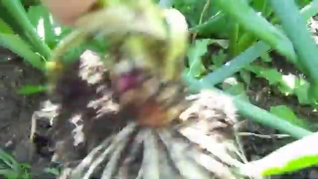 Лук батун и репчатый - гибрид Сережа F смотреть онлайн