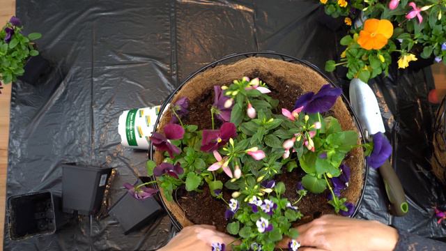 Self creation of annual arrangements for hanging baskets смотреть онлайн