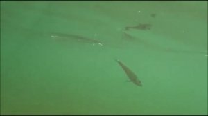 Проводка Джеркбейтов Strike Pro