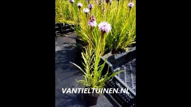 Liatris spicata смотреть онлайн