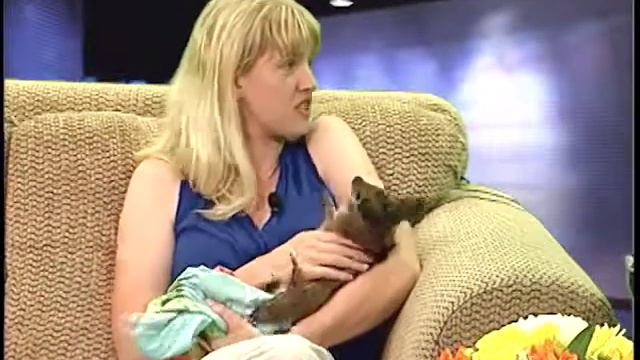 Tylervision Talk Show Wild Animal Episode смотреть онлайн