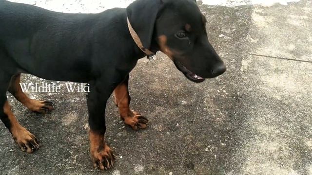 Doberman puppy from Day 1-Day 60 | Doberman puppy videos | Puppy growth from day 1- 60 | Dog videos смотреть онлайн