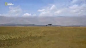 Мир дикой природы Африканская саванна/ the wildlife of the African savannah"