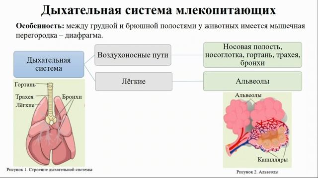 Тип Хордовые. Тема 43. Внутреннее строение млекопитающих на примере домашней собаки смотреть онлайн