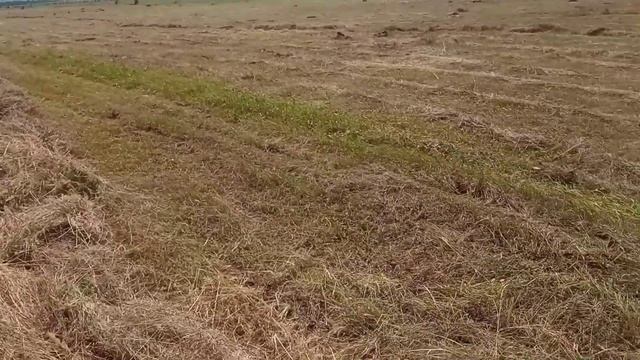 Сенокос 2021. Работа т16 с гвк 6. Грабли прицепные. т 16 смотреть онлайн