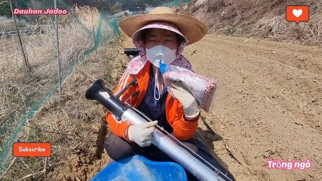 Dâu Việt trồng Ngô 1 Mẫu tại Hàn Quốc ~ Nắng vỡ Đâ.ừ, kỹ thuật trồng ngô смотреть онлайн