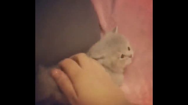 Милые котятки/