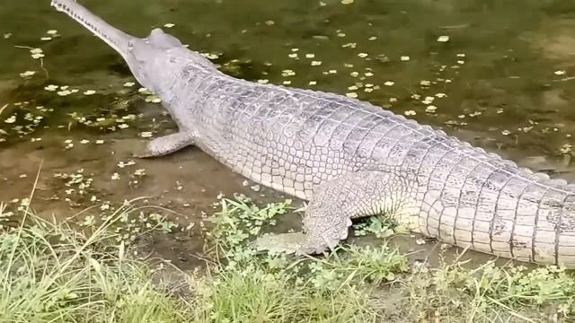 Как я ПОЧТИ приручил КРОКОДИЛА ДЖУНГЛИ реальная ВСТРЕЧА о ПОВАДКАХ хищников смотреть онлайн