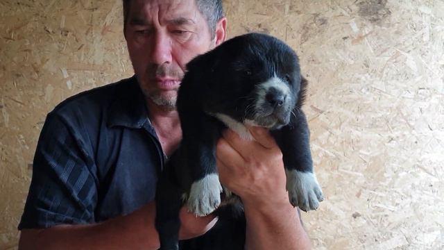 Щенки алабая среднеазиатской овчарки из питомника Аз марал +79278137957ватсап вайбер смотреть онлайн