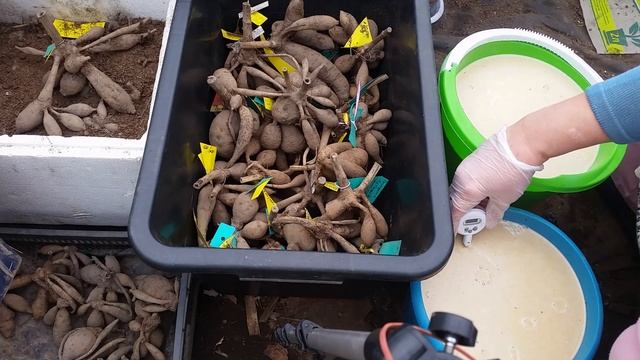 Георгина не прорастает. Самый эффективный способ пробуждения георгинов смотреть онлайн