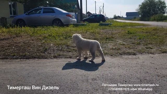 ТИМЕРТАШ ВИН ДИЗЕЛЬ (Ростов на Дону) Сын ДАНЫ и ШИКА (Тимерташ Примадонна + Тимерташ Шик и Блеск) В смотреть онлайн