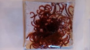 Мотыль в растворе длительного хранения .