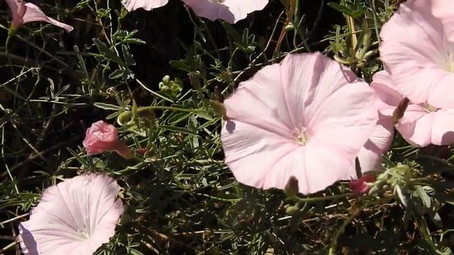 Convolvulus althaeoides (syn. C. elegantissimus) смотреть онлайн