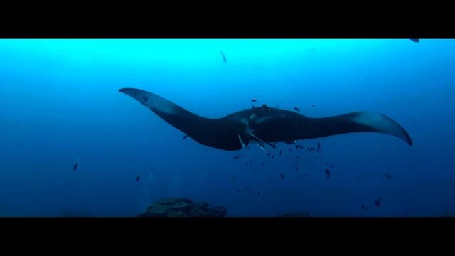 Venendo, Andando - Dogen смотреть онлайн
