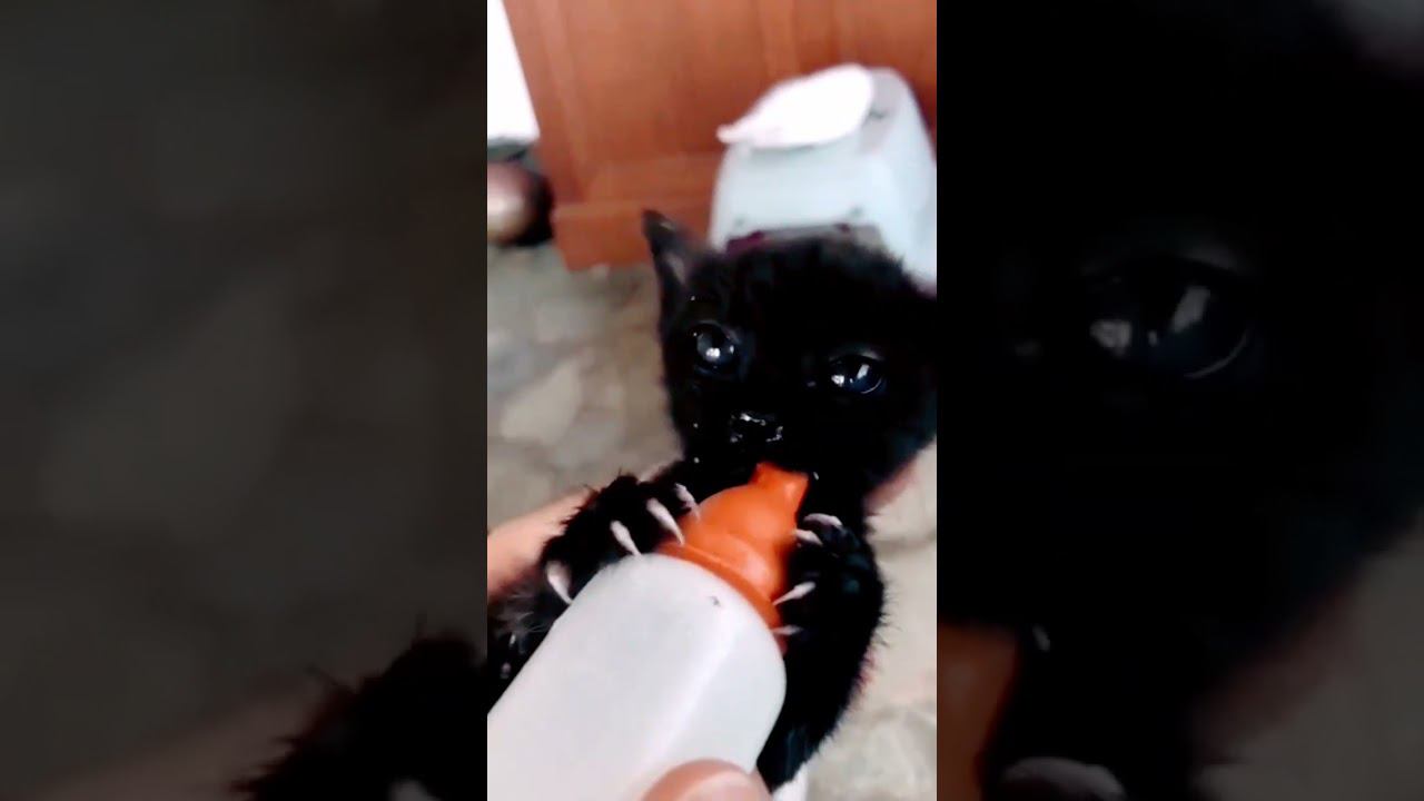 ▷Котенок пьет молоко◁ смотреть онлайн