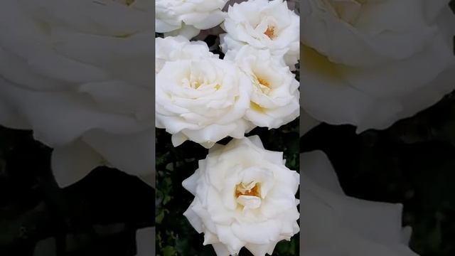 Роза белая,24 августа,возможно сорт Тантау Алабастер. смотреть онлайн