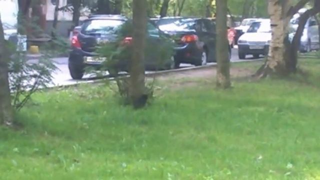 Lazy Cat hunter Кошка охотится на голубя, приколы про кошек смотреть онлайн