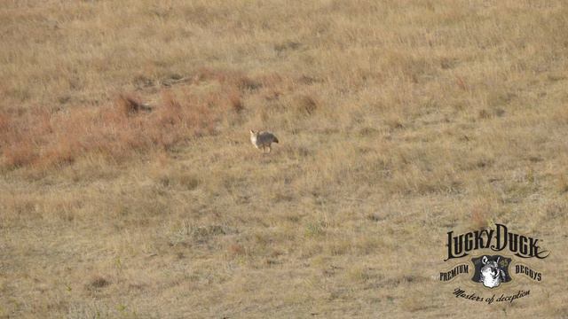 How To Call Coyotes In The Wind | The Last Stand: Tips, Tricks, and Tactics смотреть онлайн
